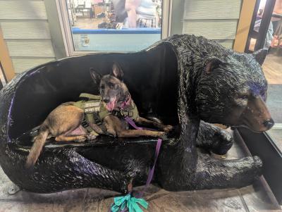 Charlotte the dog wearing her service vest lying on a bench shaped like a bear